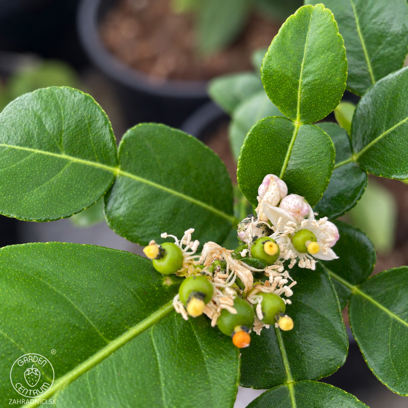Obrázok Kafrová limeta (Citrus hystrix) ‘COMBAVA FREE’ – výška 20-30 cm, kont. C2L